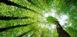 Tree canopy representing Environmental Legislation